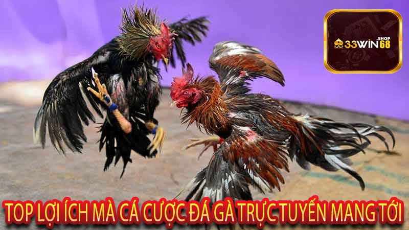 Top lợi ích mà cá cược đá gà trực tuyến mang tới