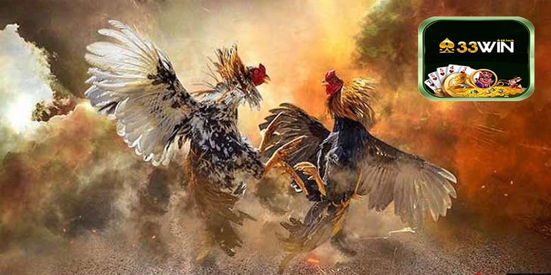 Đá Gà 33win Có Loại Đá Nào Hot Nhất 2025